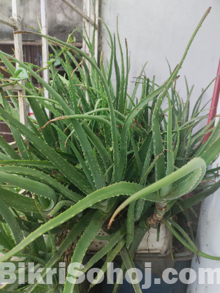 অ্যালোভেরা